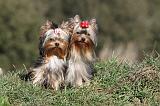 YORKSHIRE TERRIER 225